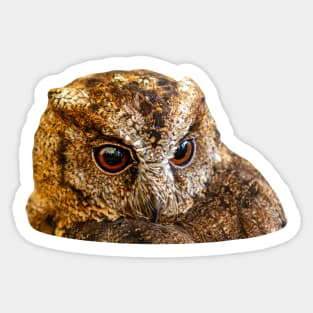 Sundra scops owl Sticker